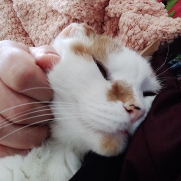 Meet your Posher, Sasha - Picture 3 of 4